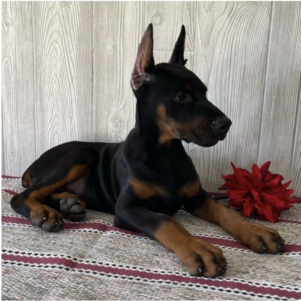 comprar cachorros sanos, baratos y asequibles para la venta